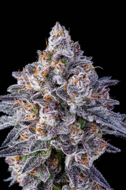 C - Breeze 5gr